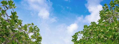 shot of trees on either side of the photo and the blue sky with white, fluffy clouds