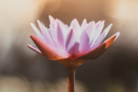 a detail shot of a pink flower beginning to bloom. The background is blurred but gives off a golden hue