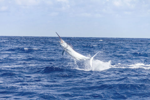 a swordfish flies through the air. The water is white where the fish jumped out of the water. The surrounding water is a dark blue textured by waves. The sky is pale blue with a few clouds