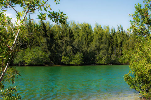 landscape shot of a teal river with thick forest growth on either side of the river. The trees and shrubs lining the river are bright green. The sky is a clear blue.