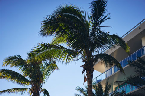 close up photo of balconies and palm trees against the bright blue sky