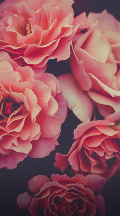 detail shot of five pink flowers