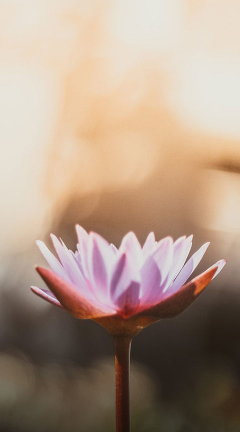 a detail shot of a pink flower beginning to bloom. The background is blurred but gives off a golden hue