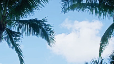 close up photo of palm trees against the bright blue sky