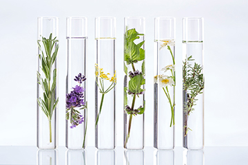 flowers and leaves in test tubes on a white background