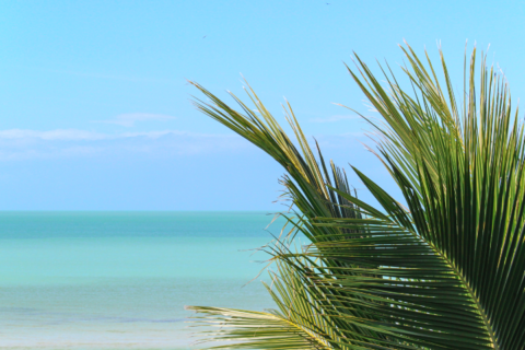 Blue water and palm leaves