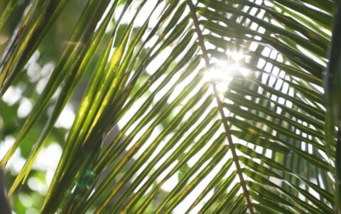 Palm Leaves